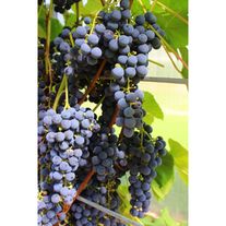 Саженцы виноград "Изабелла"