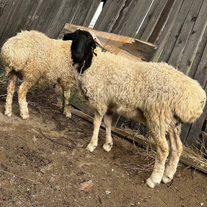 Тувинская овца