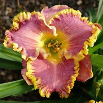 Лилейник гибридный'Мозаика'(селекция бот.сада)