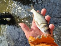 Рыба (толстолобик)