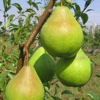 Саженцы груши