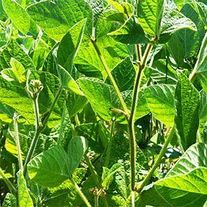 Семена сои Скульптор (РС 2)