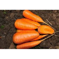 Морковь "Шантино"