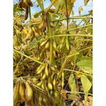 Семена сои "Самер 4", Элита