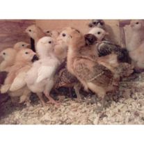 Подрощенные цыплята