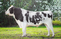 Семя быка Жюри 359