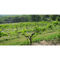 Саженцы винограда "Изабелла"