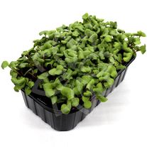 Редис Чайна Роуз (Микрозелень)