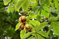 Каштан конский