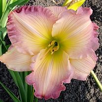 Лилейник гибридный 'Кристалл'(селекция бот.сада)