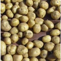 Картофель "Коломбо" мелкий