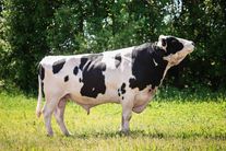 Семя быка Памир 4648