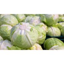 Капуста белокочанная