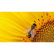 Подсолнечник Суоми (Круйзер)