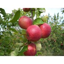 Яблоки Чемпион