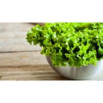 Салат зеленый