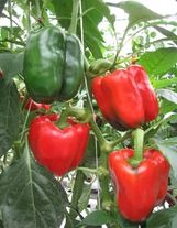 Перец болгарский сладкий