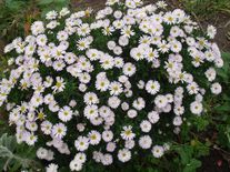 Астра кустарниковая Apollo С3 (3 литра)