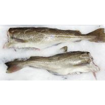 Треска Атлантическая