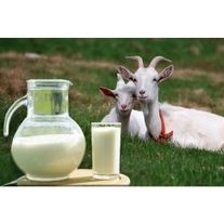Молоко козье
