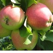 Яблоня, Летнее полосатое 1лет