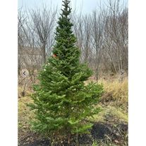 Пихта корейская