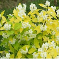 Чубушник венечный, Ауреус (3лет)