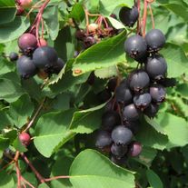 Ирга ольхолистная