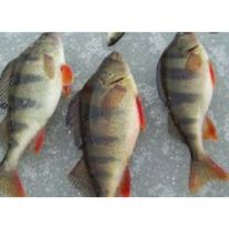 Окунь речной