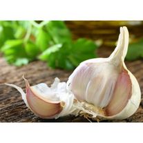 Чеснок крупный