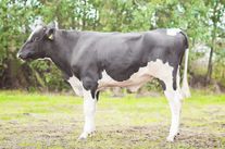 Семя быка Плейзер 713