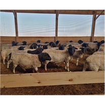 Ярки Овцы Дорпер / Dorper