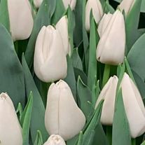 Тюльпан белый "Update"