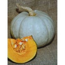 Семена Тыква Грибовская зимняя