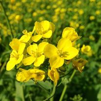 Горчица белая Семеновская РСт