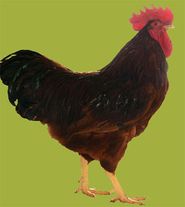 Петух "Полтавская глинистая"