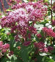 Посконник пятнистый Red Dwarf С3 (3 литра)