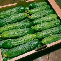 Огурец сорта "Маэстоза"