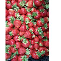 Клубника Альба