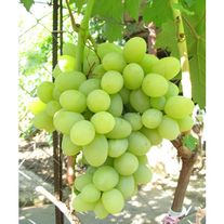 Саженцы вигоград "Алешенькин"