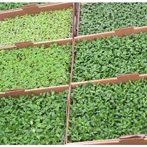 Уличные многолетние почвопокровные растения