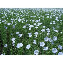 Семена льна масличного ВНИИМК 620, 1-я репродукция