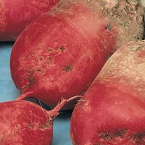 Кормовая свекла красная