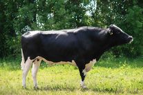 Семя быка Принц 4785