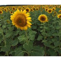 Семена подсолнечника ЛГ 50510 (Круйзер), мешок