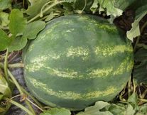 Семена арбуза "Колоссео" F1, упаковка - 1000 шт