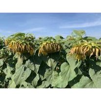 Подсолнечник Сузука (Круйзер)