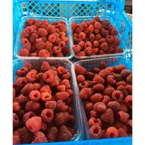 Малина "Полка"