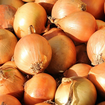 Лук репчатый