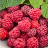 Ягоды Малины